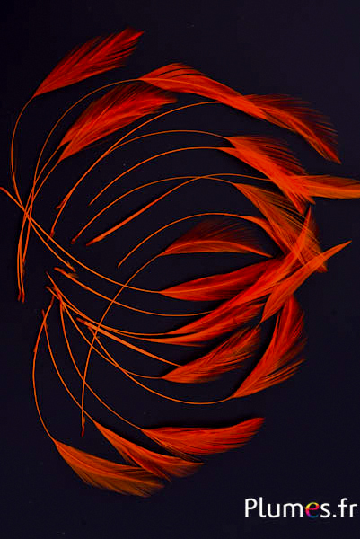 Coq filant - 10-15 cm - orange sanguin
